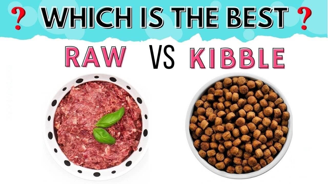 Unleashing the Ultimate Guide to Raw Food vs Kibble
