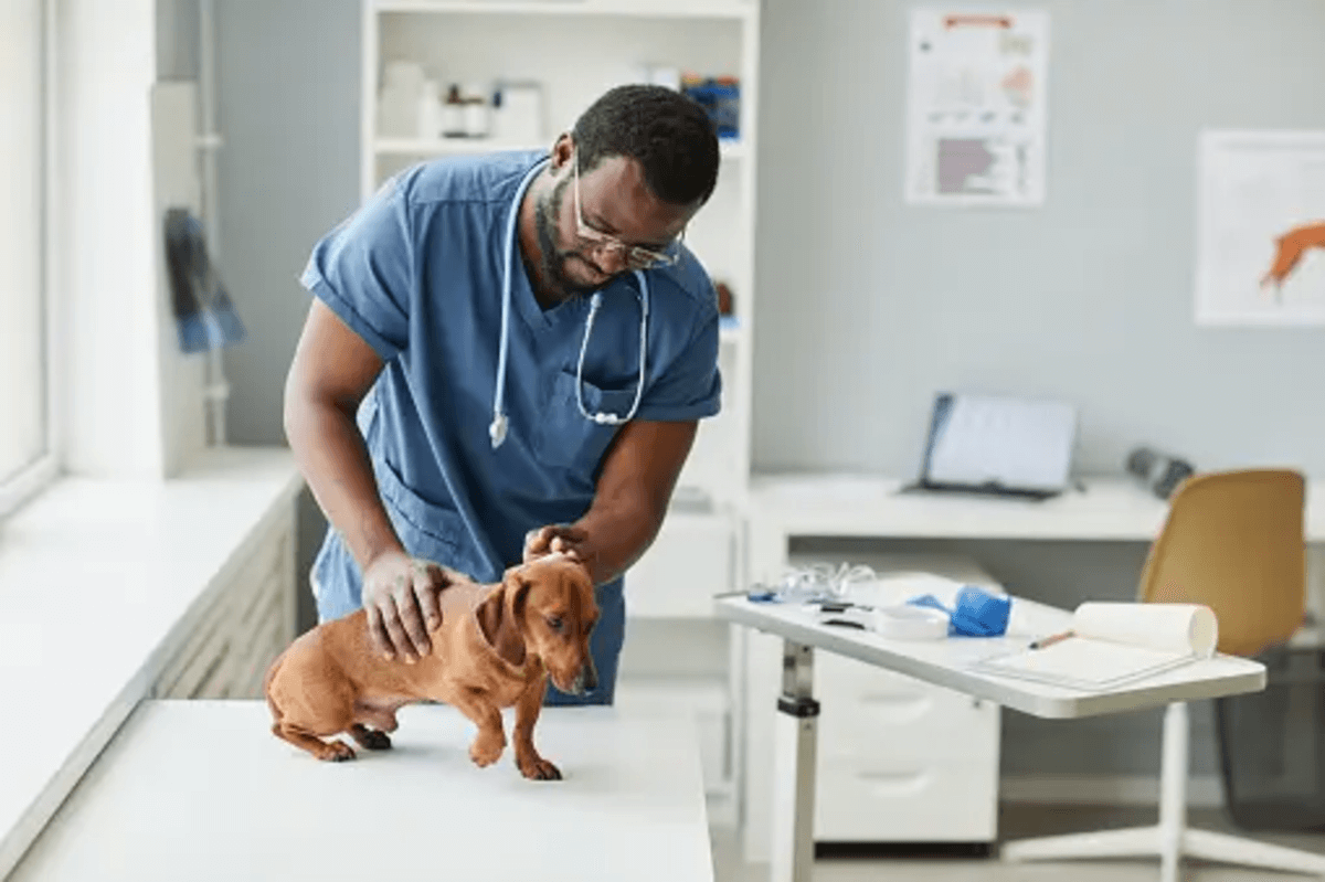 Unleashing the Power of Routine Vet Visits